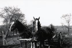 Jim Rear with his team of horses