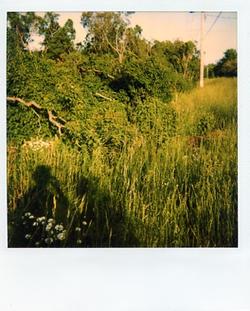 Polaroid Photograph - Bushes Outside the Depot 