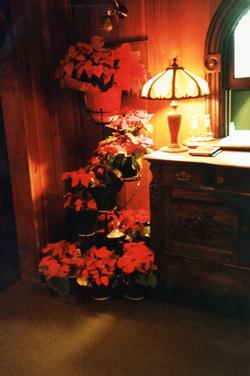 The Depot - Interior Poinsettias 