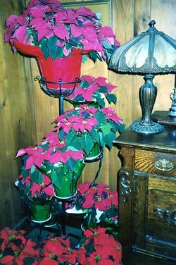 The Depot - Interior Poinsettias