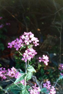 The Depot - Flowers 