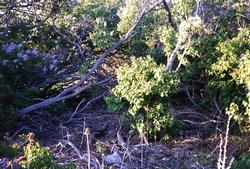 The Depot - Sewer Construction - Vegetation 