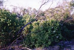 The Depot - Sewer Construction - Vegetation