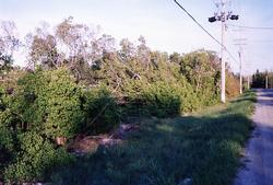 The Depot - Sewer Construction - Vegetation