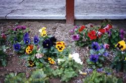 The Depot - Flower Bed